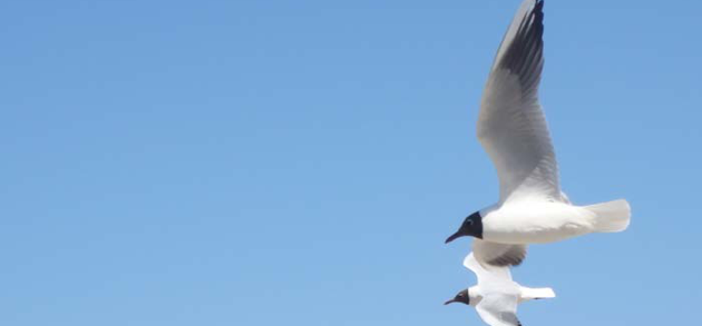 Tierkommunikation und Energetisch Harmonisieren Alexandra Wolf