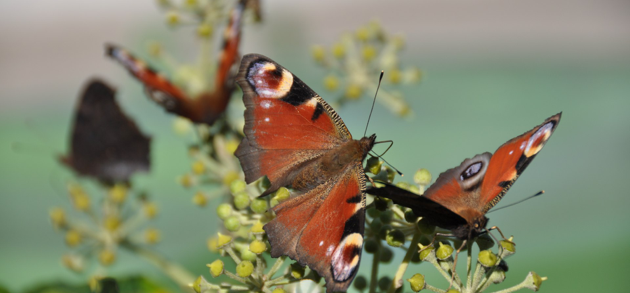 Tierkommunikation und Energetisch Harmonisieren Alexandra Wolf
